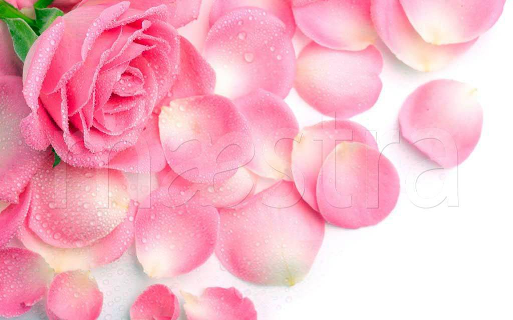 Фотообои Розовые розы с лепестками